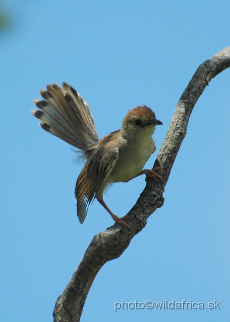 puku rsa 220.jpg - White-tailed Crested Flycatcher (Elminia albonotata)